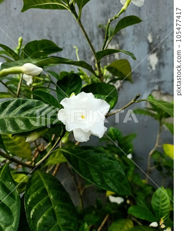 Close up of milk flower plant  105477417