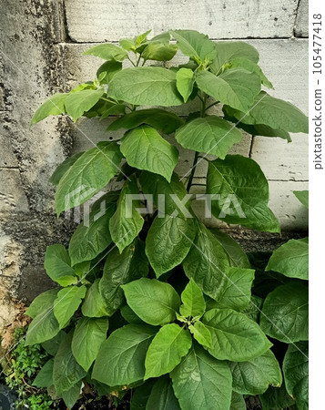 Close up of wild tobacco tree plant Close up of wild tobacco tree plant 105477418