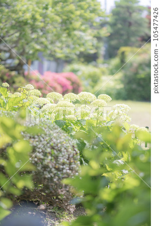 Annabel Annabel 105477426