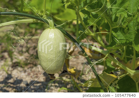 Kinshiuri (somen pumpkin) Kinshiuri (somen pumpkin) 105477640