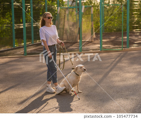 Blind woman walking with guide dog.  105477734