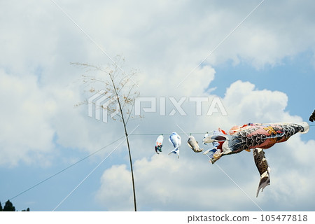Scenery of carp streamers swimming in the sky 105477818