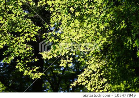 Oiso Shrine 105477949