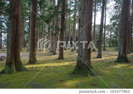 Obi cedar trees growing in the ruins of the former main enclosure of Obi Castle 105477963