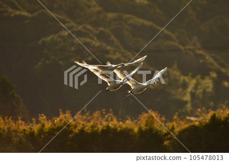 千葉縣東部的白天鵝 千葉縣東部的白天鵝 105478013