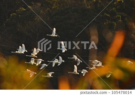 White swans in the east of Chiba prefecture White swans in the east of Chiba prefecture 105478014