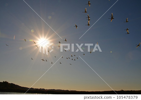 White swans in the east of Chiba prefecture White swans in the east of Chiba prefecture 105478379
