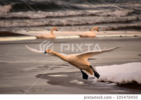 Swan of Inawashiro 105478450