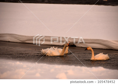 Swan of Inawashiro Swan of Inawashiro 105478452