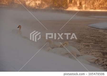 Swan of Inawashiro Swan of Inawashiro 105478506