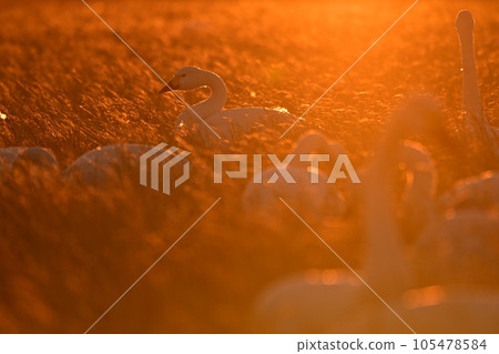 White swans in the east of Chiba prefecture 105478584