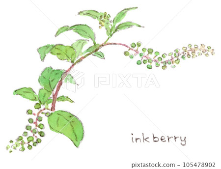 Watercolor paintings of plants from early summer to summer, fruits and flowers of pokeweed (inkberry) that grow along roadsides and in fields 105478902