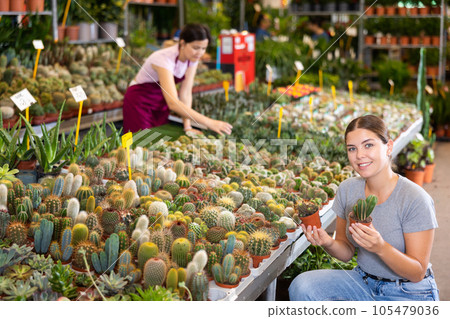 Woman choosing potted plants - different small prickly cactus for her home apartment in greenhouse or flower store 105479036