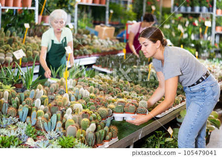 Woman choosing potted plants - different small prickly cactus for her home apartment in greenhouse or flower store Woman choosing potted plants - different small prickly cactus for her home apartment in greenhouse or flower store 105479041