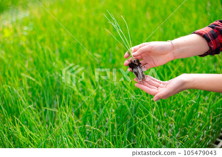 Green onion seedling in the hands of a woman on the background of beds 105479043