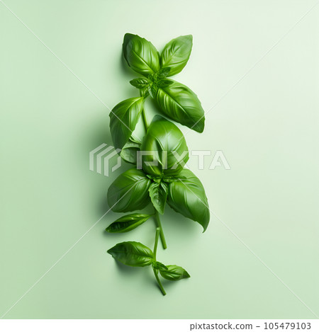 Fresh green basil on a background. Green basil on a background. Food background 105479103
