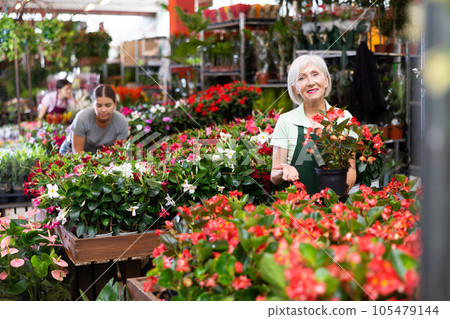 Female flower market seller demonstrates potted flowers begonia big Female flower market seller demonstrates potted flowers begonia big 105479144
