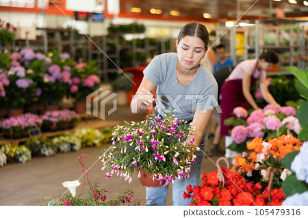 Cheerful girl choosing potted blooming fuchsia in flower shop Cheerful girl choosing potted blooming fuchsia in flower shop 105479316