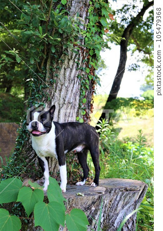 Mighty, a Boston terrier, cools off on a stump in Aigo no Sato, Hatoyama, which is famous for its hot summer weather. 105479368