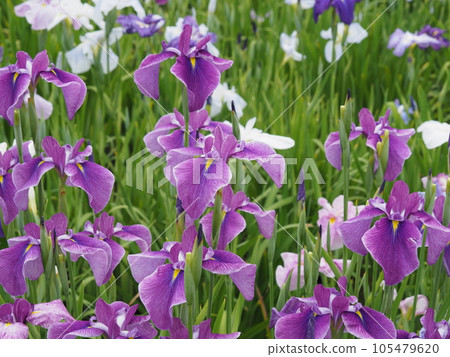 哈娜莎華 哈娜莎華 105479620