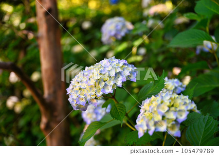 Kimpo Temple 105479789