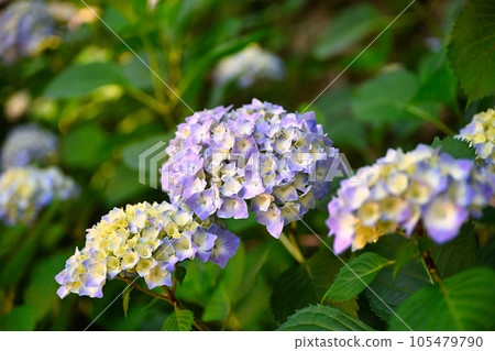 Kimpo Temple 105479790