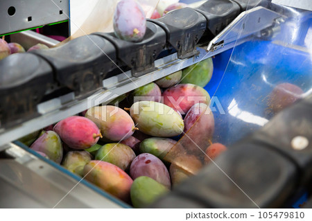 Mango on conveyor belt of sorting line 105479810