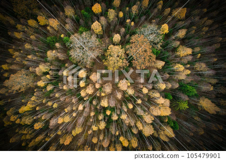 Above aerial shot of green pine forests and yellow foliage groves with beautiful texture of golden treetops. Beautiful fall season scenery in evening. Mountains in autumn colors in golden time 105479901