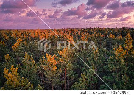 Above aerial shot of green pine forests and yellow foliage groves with beautiful texture of golden treetops. Beautiful fall season scenery in evening. Mountains in autumn colors in golden time 105479933