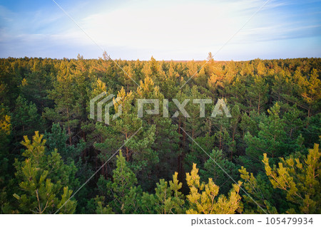 Above aerial shot of green pine forests and yellow foliage groves with beautiful texture of golden treetops. Beautiful fall season scenery in evening. Mountains in autumn colors in golden time Above aerial shot of green pine forests and yellow foliage groves with beautiful texture of golden treetops. Beautiful fall season scenery in evening. Mountains in autumn colors in golden time 105479934