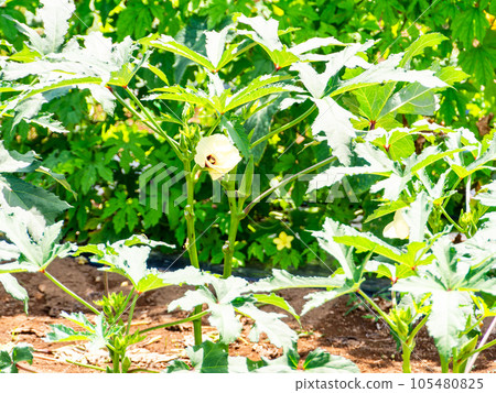 Delicious-looking summer vegetables Okra grown in the field 105480825