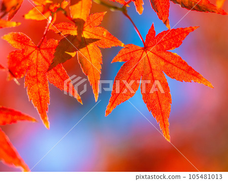 Bright autumn leaves 105481013