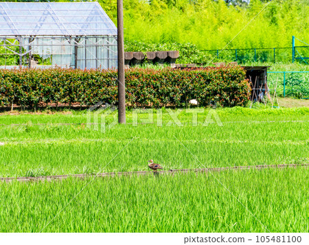 Ducks nestling in a rice paddy that has finished rice planting 105481100
