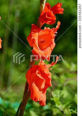 紅花唐菖蒲 紅花唐菖蒲 105481267
