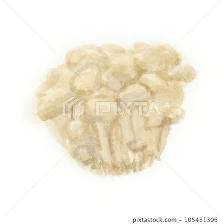 白姬菇水彩畫 白姬菇水彩畫 105481306