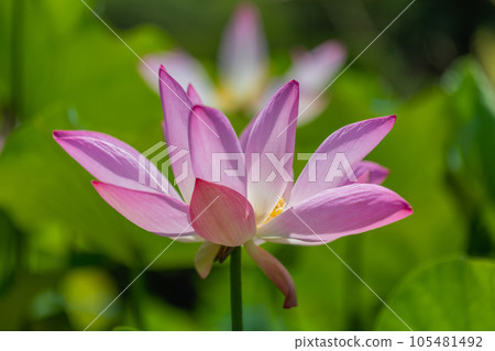 美麗的蓮花 105481492