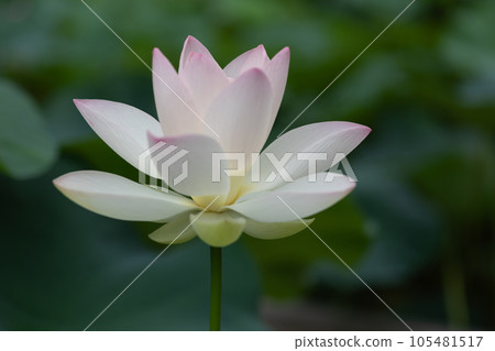 Beautiful lotus Beautiful lotus 105481517