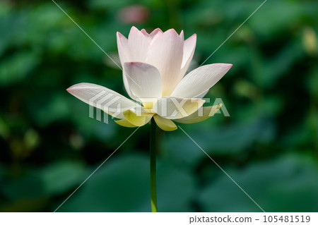美麗的蓮花 美麗的蓮花 105481519