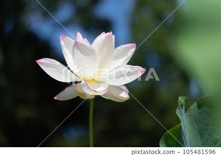 美麗的蓮花 美麗的蓮花 105481596