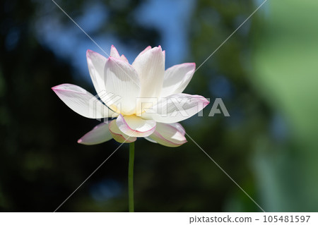美麗的蓮花 美麗的蓮花 105481597