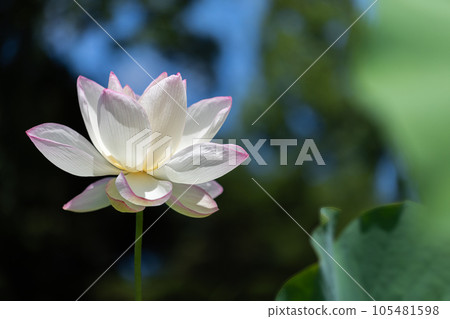 美麗的蓮花 美麗的蓮花 105481598