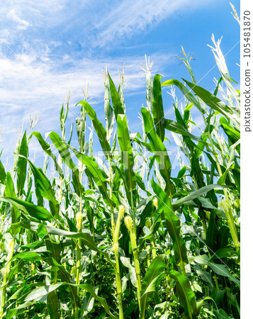 Summer vegetables that look delicious, corn growing in a field under the summer sky Summer vegetables that look delicious, corn growing in a field under the summer sky 105481870
