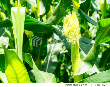 夏季蔬菜看起來很美味,玉米生長在夏季天空下的田野裡 夏季蔬菜看起來很美味,玉米生長在夏季天空下的田野裡 105481873