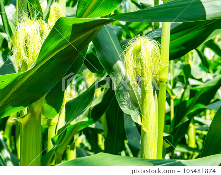 夏季蔬菜看起來很美味，玉米生長在夏季天空下的田野裡 105481874