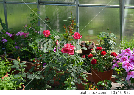 Beautiful flowers of roses and petunia in greenhouse. Vintage home garden and planting objects, botanical still life with summer and spring plants 105481952