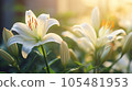 百合花 105481953