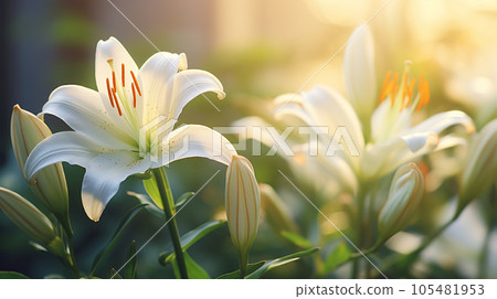百合花 百合花 105481953