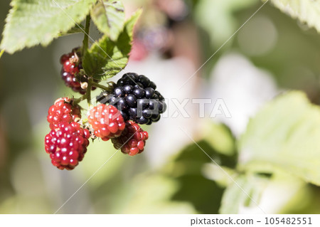 A fruitful blackberry A fruitful blackberry 105482551