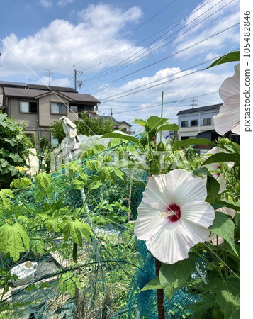 田野和藍天種植著大白花 105482846
