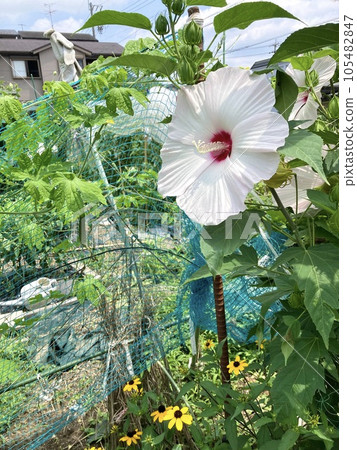 田野裡種植著大白花 田野裡種植著大白花 105482847